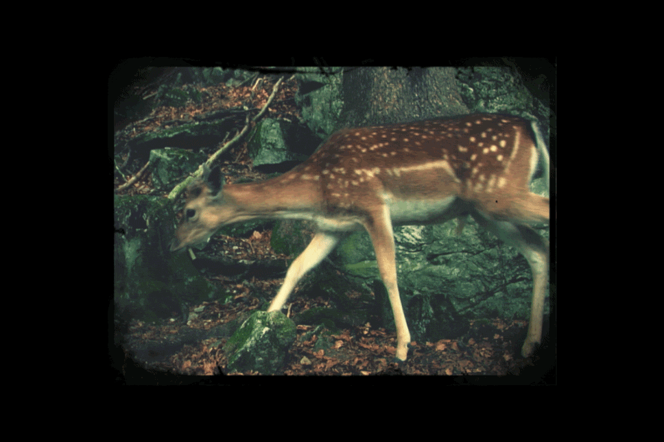 — Scene of 'Who killed Bambi?', filmed in the Black Forest, SCOPE 09